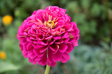 А beautiful man's flower in a green background garden
