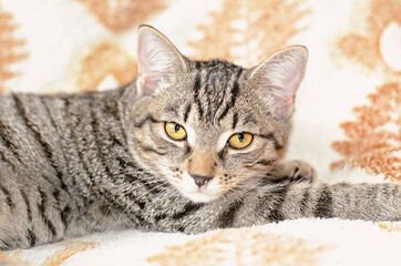 Fototapeta na wymiar A gray tabby cat with amber eyes looks at the camera. Cute cat is lying on the bed