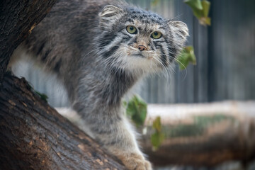 Naklejka na ściany i meble Pallas's cat (Otocolobus manul). Manul is living in the grasslands and montane steppes of Central Asia. Portrait of cute furry adult manul. Cat is sitting on tree branch and hunting for birds