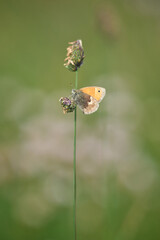 butterfly on a flower