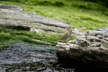 A rock pipit on the coast line