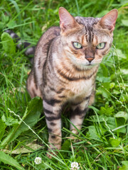 Bengal speckled cat with green eyes  looks at the camera  on green grass. 