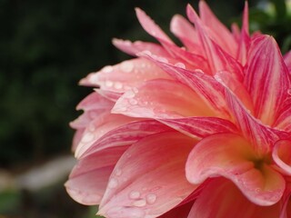 close up of pink flower