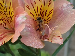 Obraz na płótnie Canvas bee on pink flower