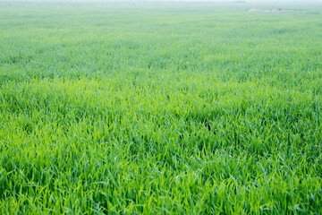 Young wheat plants growing on the soil, Amazingly beautiful endless fields of green wheat grass go far to the horizon.