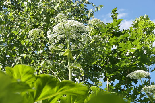 Sosnovsky's hogweed. A giant herculean plant, beautiful but poisonous. Umbrella family, outdoors in the field. 