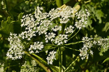 Sosnovsky's hogweed. A giant herculean plant, beautiful but poisonous. Umbrella family, outdoors in the field. 