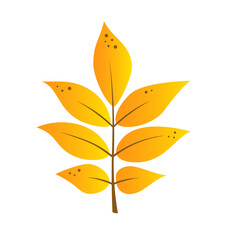 Autumn cartoon leaf in yellow and orange colors. Ash or rowan leaf. Isolated on white background. Vector design illustration.
