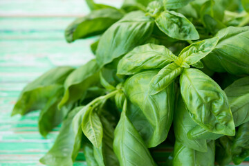 Fresh green garden basil on a rustic background