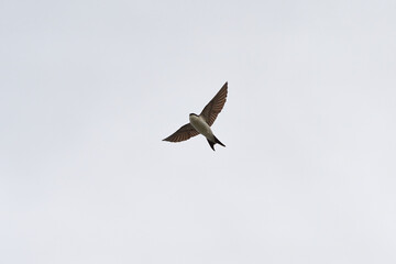 A sand martin in flight