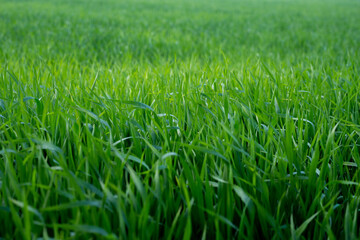 Young wheat plants growing on the soil, Amazingly beautiful endless fields of green wheat grass go far to the horizon.