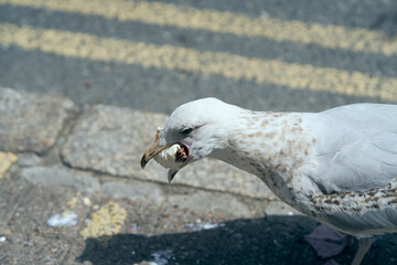 A seagull eating an ice cream which it stole