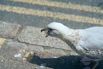 A seagull eating an ice cream which it stole
