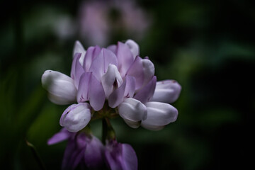 The flower of edible clover