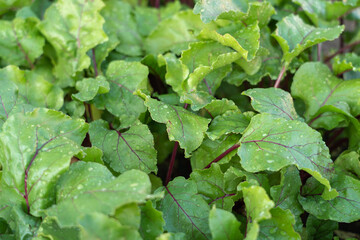 Young beet leaves close up. Edible beetroot leaves for salad