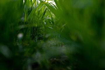 Young wheat plants growing on the soil, Amazingly beautiful endless fields of green wheat grass go far to the horizon.