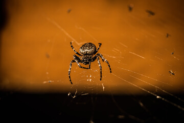 Domestic spider knit your net