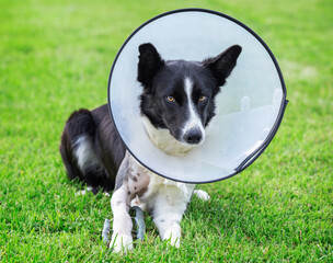 Border collie dog with protective cone collar and leg splint with metal pins after surgery