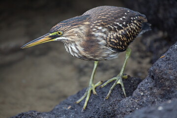 Closeup portrait of Lava Heron (Butorides sundevalli) fishing on rocks Galapagos Islands