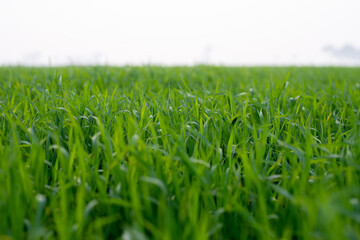 Young wheat plants growing on the soil, Amazingly beautiful endless fields of green wheat grass go far to the horizon.