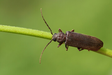 A Longhorn Beetle, Arhopalus rusticus, resting on a plant stem in woodland.