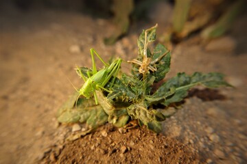 Female green katydid molting its skin.
Camouflage katydid in the nature on the leaves.
Amazingly camouflaged insect.
Closeup insects.
Insect, bugs, bug.
Animals, animal.
Wildlife, wild nature, forest