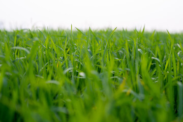 Young wheat plants growing on the soil, Amazingly beautiful endless fields of green wheat grass go far to the horizon.