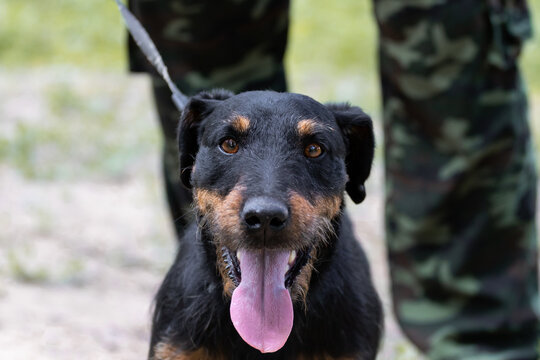Portrait of a hunting dog of the Jagdterrier breed on a blurred background of the legs of a man in a camouflage military uniform of a soldier or hunter. A service dog on a leash in the army.