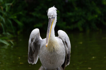 A large bird Dalmatian pelican with a yellow throat pouch sits or stands on a green blurred background in the wild against the backdrop of water trees and bushes. Pelecanus crispus, Pelecanidae.