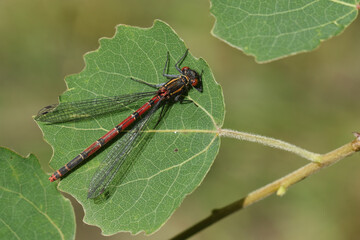 Fototapeta premium A female Large Red Damselfly, Pyrrhosoma nymphula, perching on an Aspen leaf.