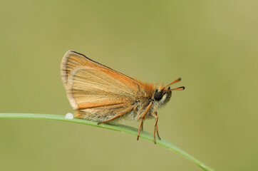 A Small Skipper Butterfly, Thymelicus sylvestris, perching on a blade of grass in a meadow.