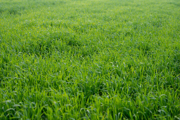 Young wheat plants growing on the soil, Amazingly beautiful endless fields of green wheat grass go far to the horizon.