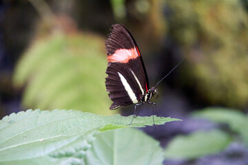 Obraz na płótnie Canvas close up of a black and red butterfly