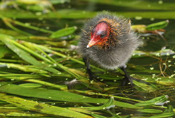 A cute baby Coot, Fulica atra, standing on water plants at the edge of a lake. 