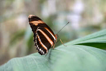 close up of a brown black butterfly
