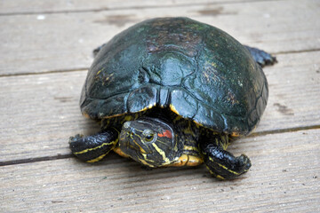 close up of a red cheeked turtle on a wooden walkway