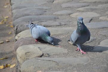pigeons in the city
