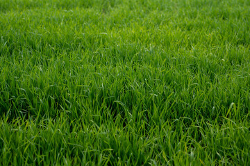 Young wheat plants growing on the soil, Amazingly beautiful endless fields of green wheat grass go far to the horizon.