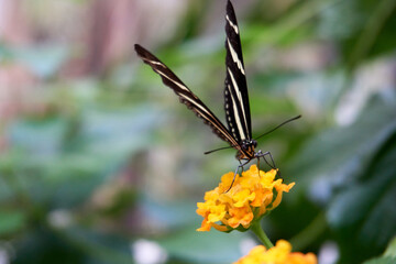 zebra butterfly in white and black on a yellow flower