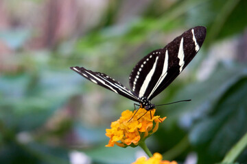 close up of a black and red butterfly