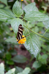 zebra butterfly in white and black on a yellow flower
