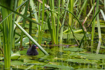 Coot chick in the reeds in the river Colne, England, UK