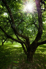 real nature