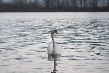 Swan sails on water