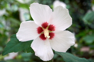 close up of white and red chinese rose