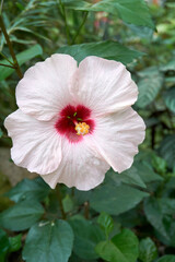 close up of white and red chinese rose