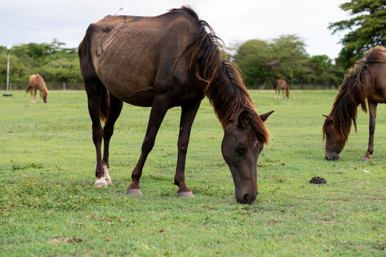 Horse Eating On The Island Of Vieques, Puerto Rico.