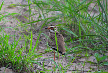 A three-banded courser or Heuglin’s courser in Bush of Zambia South African Region Africa