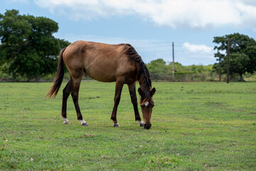 Fototapeta premium A horse while eating in a forest