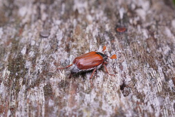 Maikäfer in Pfunds/Tirol (im Juni)